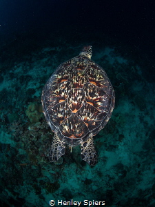 Green Turtle Shell by Henley Spiers 